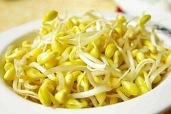 BeanSprout Soy 大豆芽