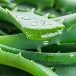 Aloe Vera 芦荟